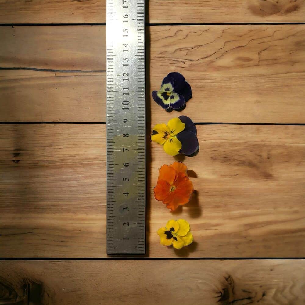 פרחים אכילים מיובשים- 20 יח