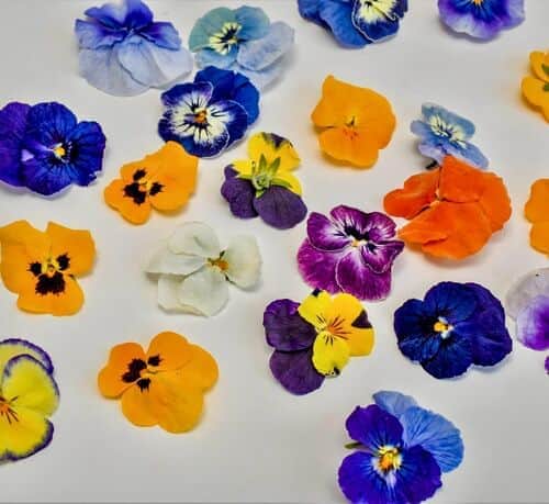 פרחים אכילים מיובשים 2