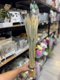 מארז כ50 שיבולים צבע לבן טבעי